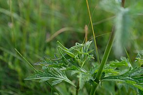 Green grasshopper sits camouflaged on leaf of same color