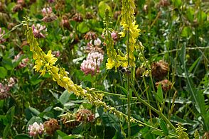 Wenig behaarte Biene sammelt Nektar aus gelben, nach unten hängender Blüte