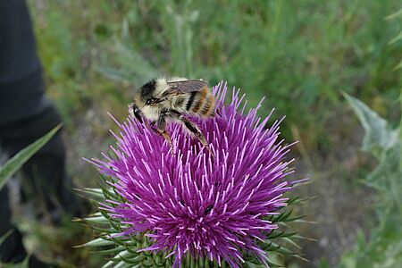 A shrill carder bee is collecting nectar on a dark pink cotton thistle