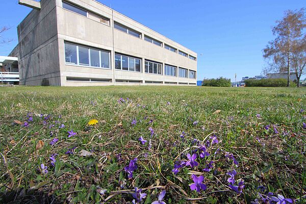 In front of a cuboid Building is a meadow with scattered, violet Flowers