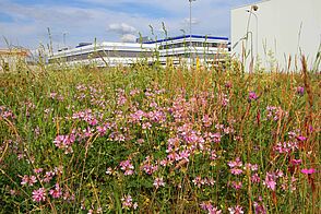 Dense and diverse overgrown meadow with pink flowers in foreground