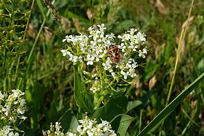 Red beetle with black pattern sits on a plant with thick dark green leaves and many small white petals