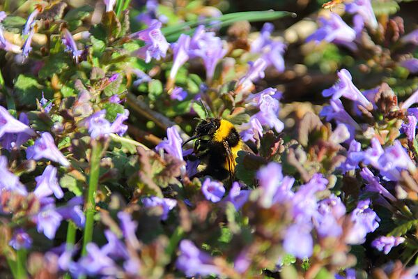 Furry bumblebee sits in the midst of a collection of small, light violet Flowers