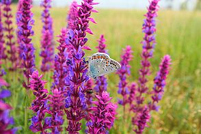 On bright purple and lilac flowers sits a gray butterfly with ice blue, black and orange markings