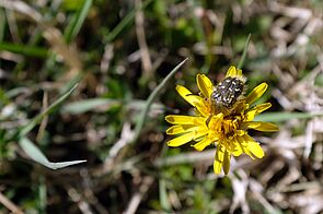 Leicht behaarter, schwarzer Käfer mit weißen Punkten sitzt auf einer gelben Blume mit vielen, schmalen Blütenblättern