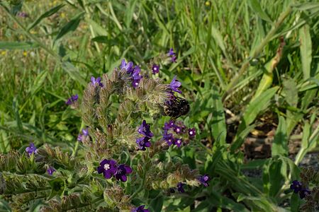 A dark, sparsely hairy bumblebee is collecting nectar from small purple flowers