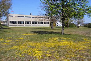 Meadow with big spaces of small, yellow flowers