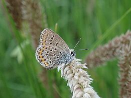 Butterfly with white, hairy body and light brown wings with dark brown and orange markings sits on a light beige ear of corn
