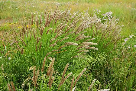 Grasses with puffy, straw-coloured ears