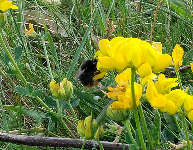 A dark bumblebee is collecting nectar from small yellow flowers