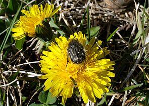 Slightly furry, black beetle with small white dots sits in the middle of a dandelion-blossom