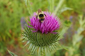 A shrill carder bee is gathering nectar from a dark pink thistle flower
