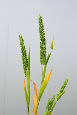 Blades of grass with greenish to yellowish coloured leaves and green ears with white spots