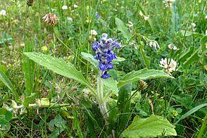small, hairy plant with thick, long leaves and dark blue flowers