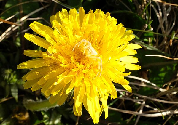 Bright yellow spider sits camouflaged in the middle of a yellow dandelion blossom