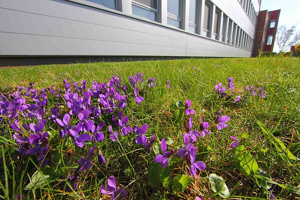 Grüne Wiese mit kleinen, violetten Blumen im Vordergrund