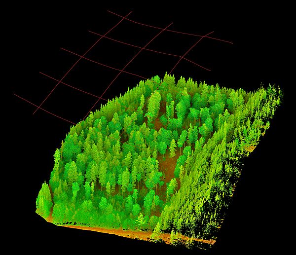 Laser scan of a surveyed forest stand