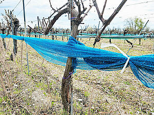 Plastic Nets on trees